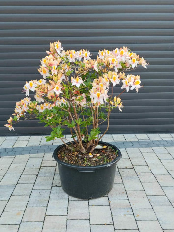 Azalia wielkokwiatowa Arima