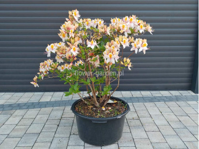Azalia wielkokwiatowa Arima