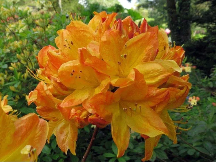 Azalea deciduous Arneson Gem