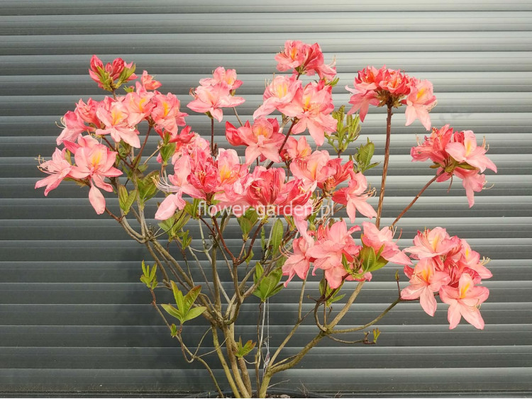Azalia wielkokwiatowa Cecile