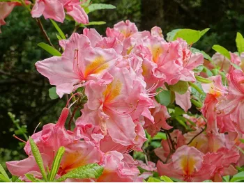 Azalea deciduous Cecile
