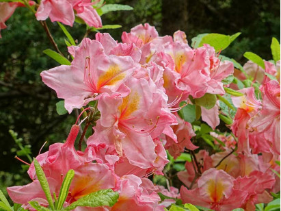 Azalia wielkokwiatowa Cecile