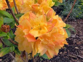 Azalea deciduous Csardas 100cm TRUNK