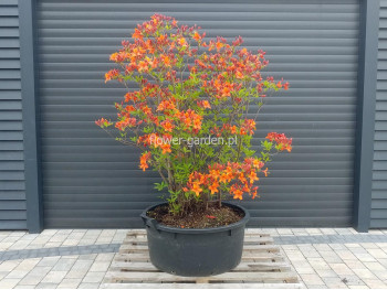 Azalea deciduous Diorama
