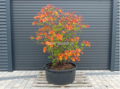 Azalea deciduous Diorama
