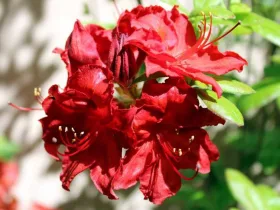 Azalea deciduous Doloroso