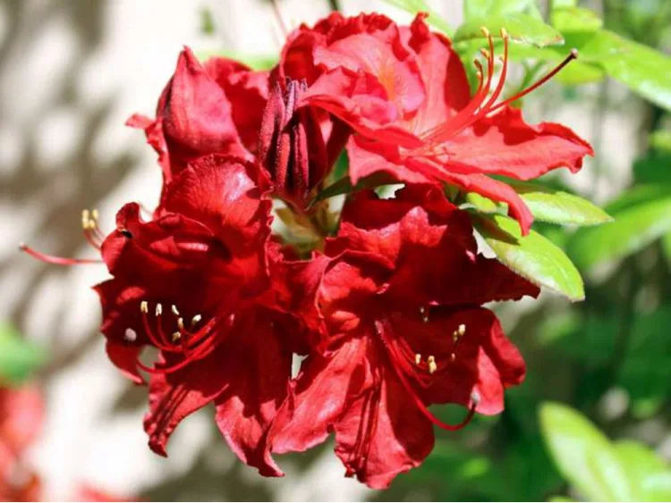 Azalia wielkokwiatowa Doloroso
