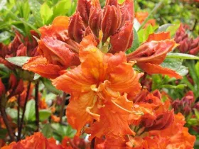 Azalea deciduous Gibraltar