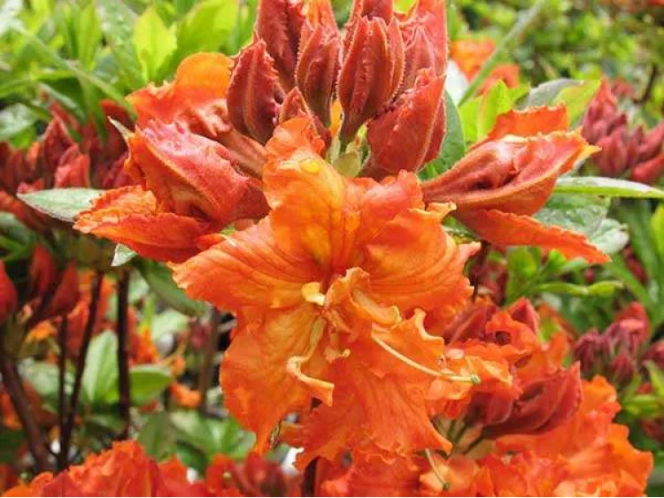 Azalea deciduous Gibraltar