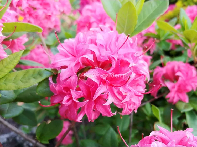 Azalea deciduous Homebush
