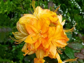 Azalea deciduous Klondyke