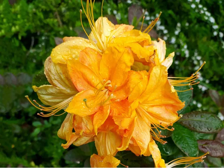 Azalea deciduous Klondyke