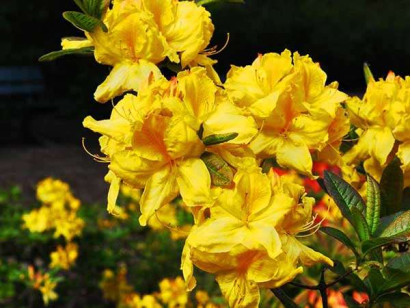 Azalia wielkokwiatowa Limetta