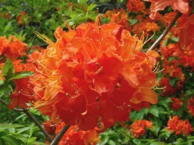 Azalia wielkokwiatowa Mandarin Lights