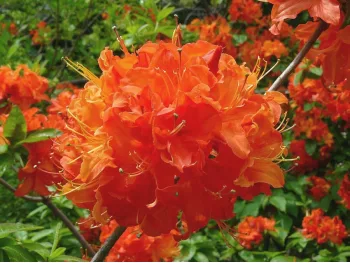 Azalea deciduous Mandarin Lights