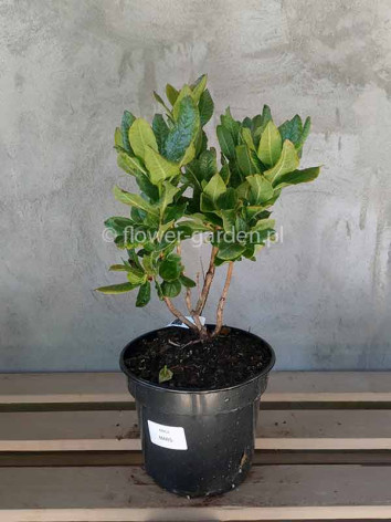 Azalea deciduous Mars