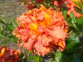 Azalia wielkokwiatowa Mars