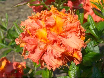 Azalea deciduous Mars