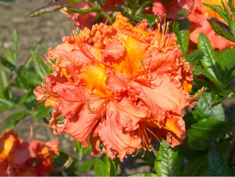Azalea deciduous Mars