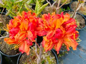 Azalia wielkokwiatowa Mars