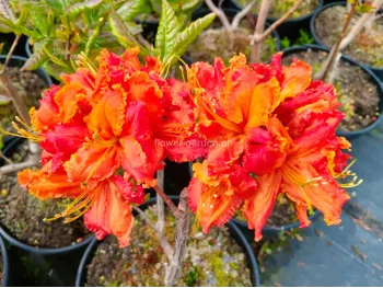Azalia wielkokwiatowa Mars