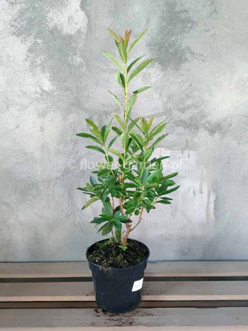 Azalia wielkokwiatowa Nabucco