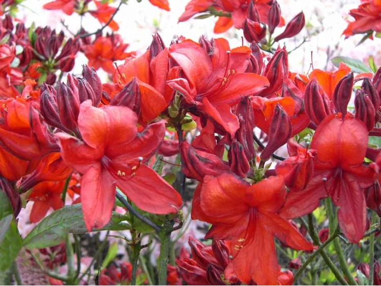 Azalea deciduous Nabucco