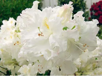 Azalia wielkokwiatowa Oxydol