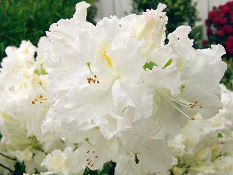 Azalea deciduous Oxydol