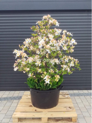 Azalia wielkokwiatowa Schneegold