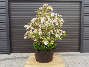 Azalia wielkokwiatowa Schneegold