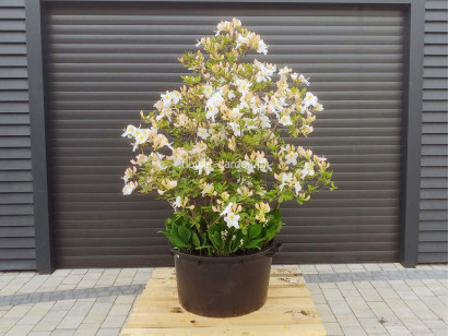 Azalia wielkokwiatowa Schneegold