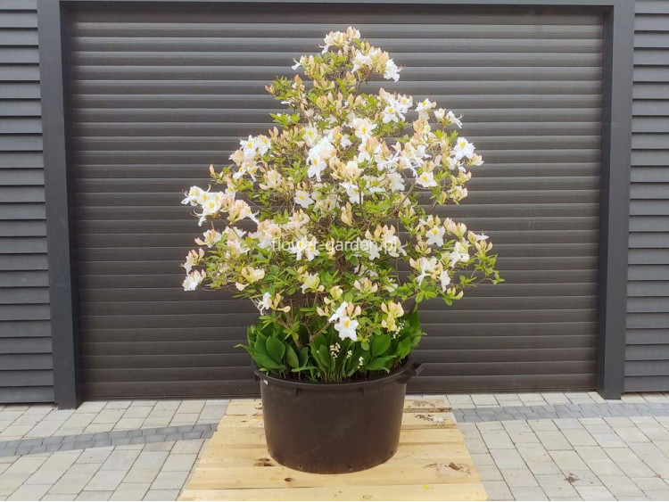 Azalia wielkokwiatowa Schneegold