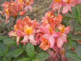 Azalia wielkokwiatowa Venus