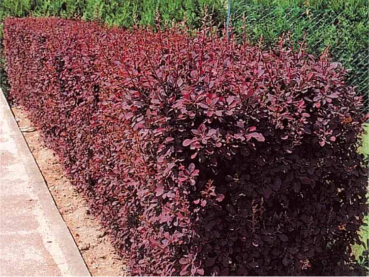 Berberys Thunberga Atropurpurea