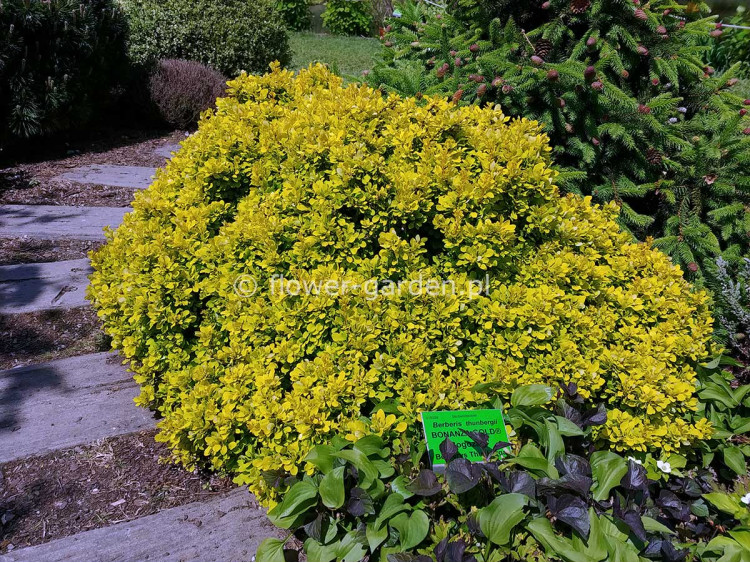 Berberys Thunberga Bonanza Gold
