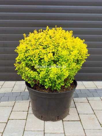 Berberys Thunberga Bonanza Gold