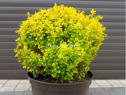 Berberys Thunberga Bonanza Gold