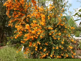 Berberys Darwina