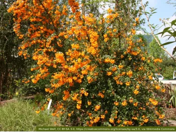 Berberys Darwina