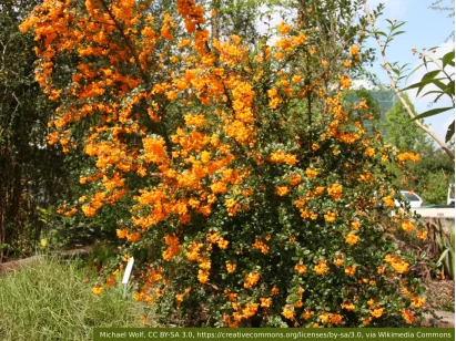 Berberys Darwina