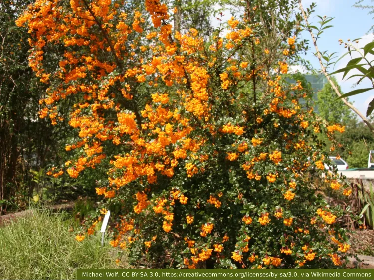 Berberys Darwina