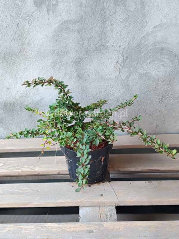 Berberys Thunberga Green Carpet