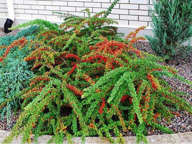 Berberys Thunberga Green Carpet Przebarwiający Się - Sadzonki