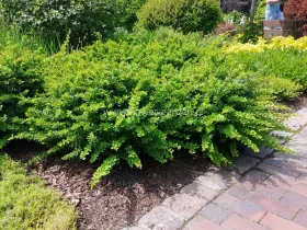 Berberys Thunberga Green Carpet