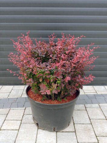 Berberys Thunberga Inspiration ®