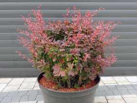Berberys Thunberga Inspiration ®