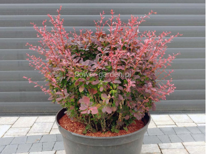 Berberys Thunberga Inspiration ®