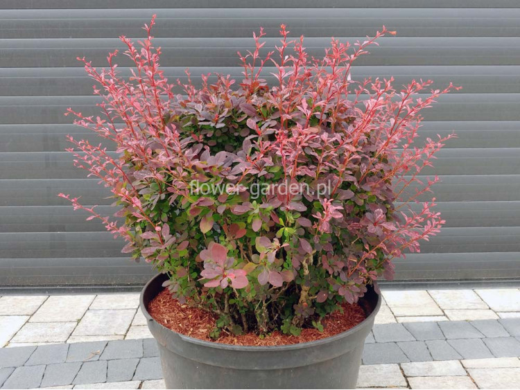 Berberys Thunberga Inspiration ®