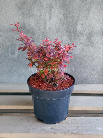 Berberys Thunberga Pink Bird PBR